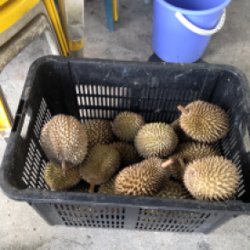 Durians awaiting the chop