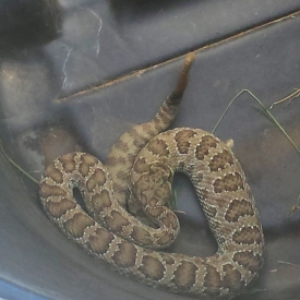 Rattlesnake, Pictograph Cave State Park