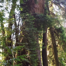 Corkscrew tree, Redwood National Park
