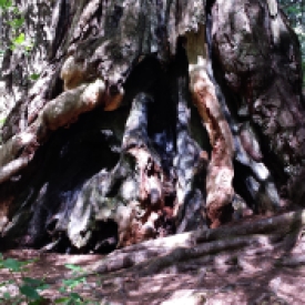 Gnarled redwood base, Redwood National Park