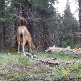 Mule deer, Sequoia National Park